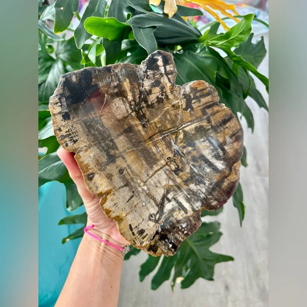 Petrified Wood bowl from Indonesia - Picture 2 of 9